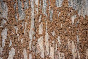 signs of termites